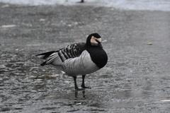 Branta leucopsis