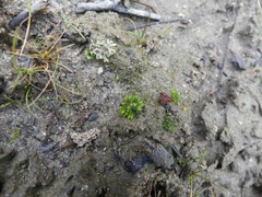 Notothylas orbicularis