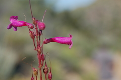 Penstemon clevelandii clevelandii