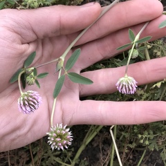 Trifolium ciliolatum