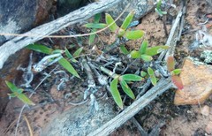 Trichodiadema occidentale