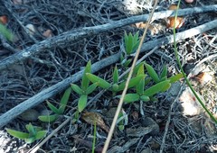 Trichodiadema occidentale