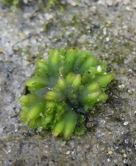 Notothylas orbicularis