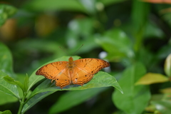 Vindula dejone erotella