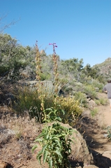 Penstemon clevelandii clevelandii