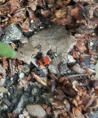 Anthocomus equestris