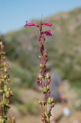 Penstemon clevelandii clevelandii