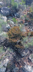 Drosanthemum parvifolium