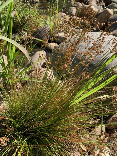 Juncus capensis (Juncus capensis)