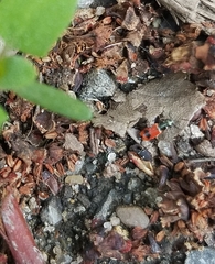 Anthocomus equestris