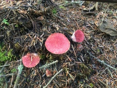 Suillus paluster