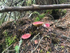 Suillus paluster