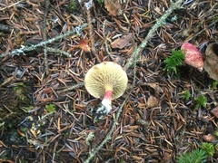 Suillus paluster