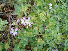 Malva pacifica