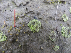 Physcomitrium immersum