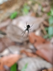 Leucauge argentina