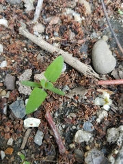 Anthocomus equestris