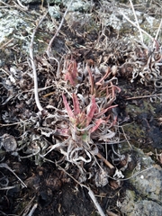 Dudleya linearis