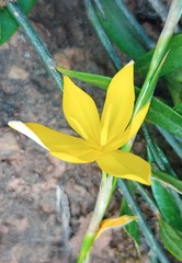 Moraea virgata
