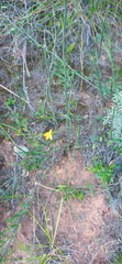 Moraea virgata