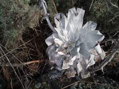 Dudleya anthonyi
