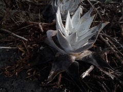 Dudleya anthonyi