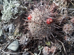 Mammillaria hutchisoniana louisae