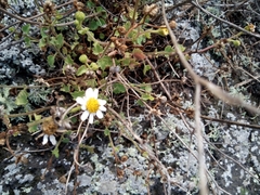 Amauria rotundifolia