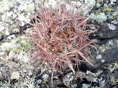 Ferocactus fordii borealis