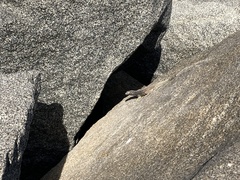 Microlophus atacamensis