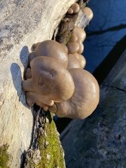 Pleurotus ostreatus