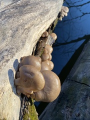 Pleurotus ostreatus