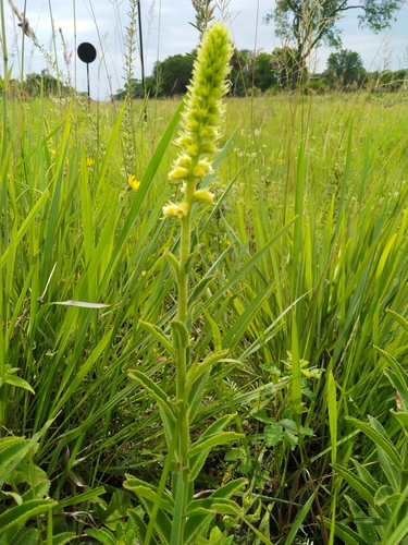 Sinningia lutea