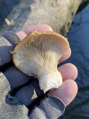 Pleurotus ostreatus