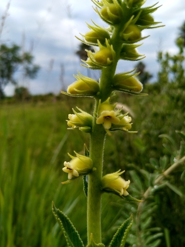 Sinningia lutea