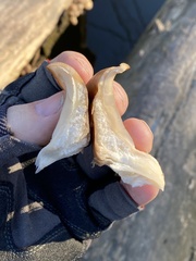 Pleurotus ostreatus