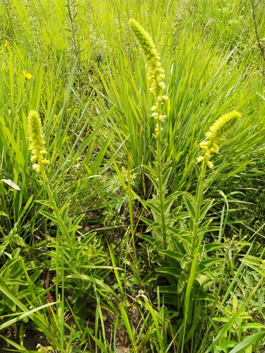 Sinningia lutea