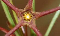 Brachystelma chloranthum