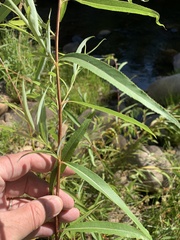 Salix mucronata