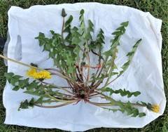 Taraxacum britannicum