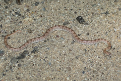 Phyllorhynchus decurtatus