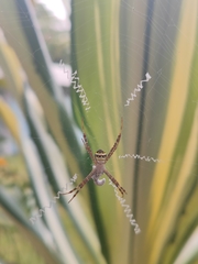 Argiope minuta
