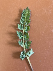 Pedicularis capitata