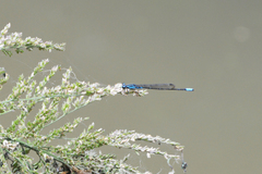 Acanthagrion lancea