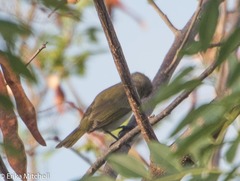 Vireo altiloquus