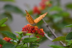 Phalanta phalantha phalantha