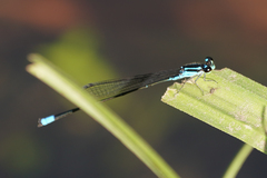 Acanthagrion trilobatum