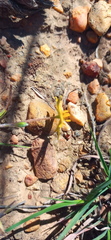 Hypoxis floccosa