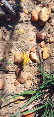 Hypoxis floccosa