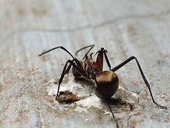 Polyrhachis olybria